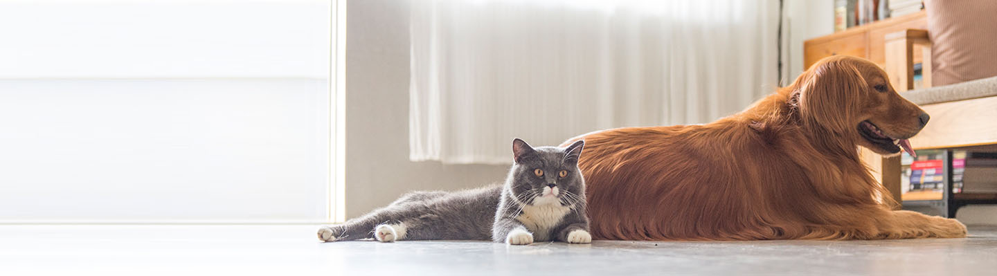 Cat and dog enjoy some sun together